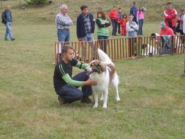 Tornjaci - foto povečava