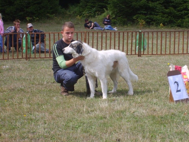 Tornjaci - foto povečava