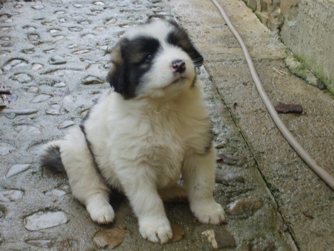 Tornjaci - foto povečava