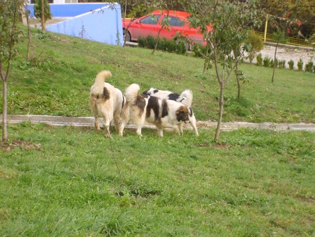 Tornjaci - foto povečava