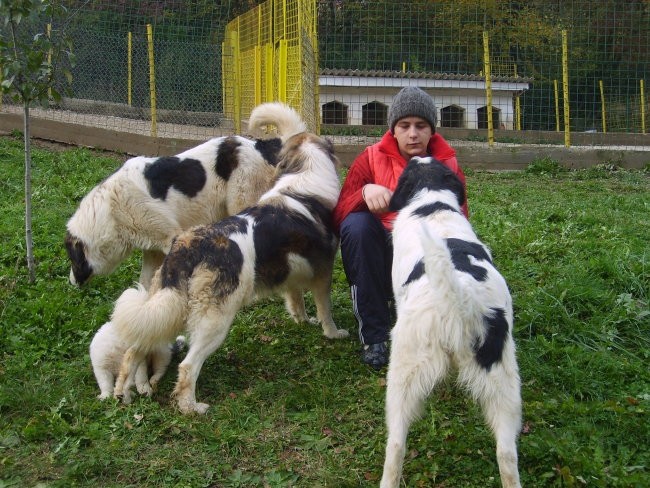 Tornjaci - foto povečava