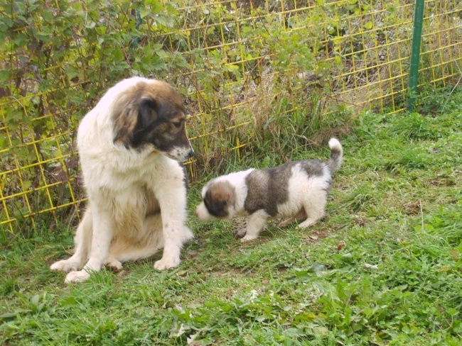 Tornjaci - foto povečava