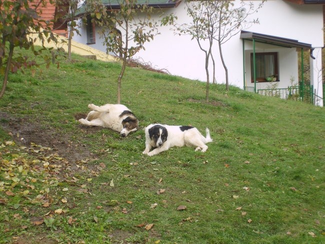 Tornjaci - foto povečava