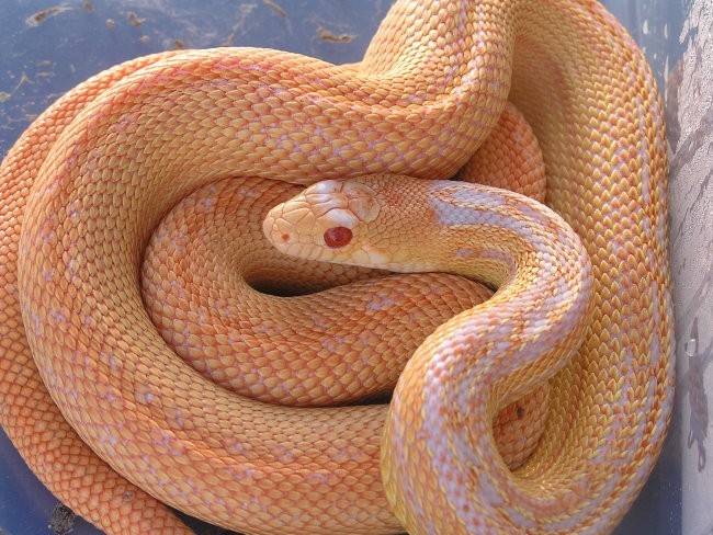 Nevem - foto povečava