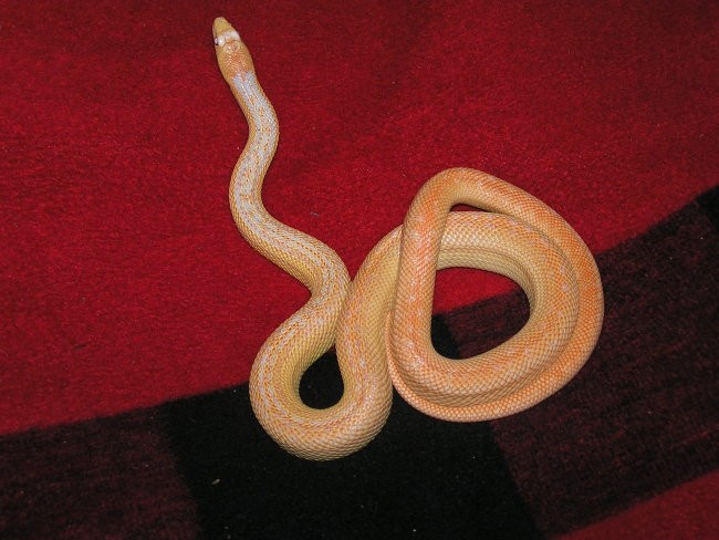 Gopher snake - foto povečava