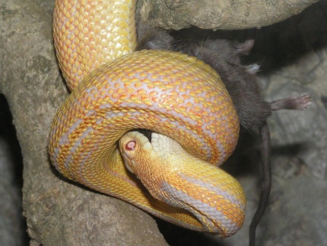 Gopher snake - foto