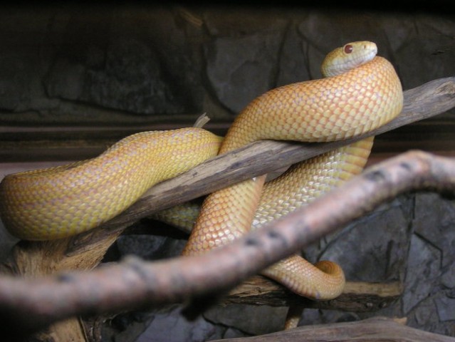 Gopher snake - foto