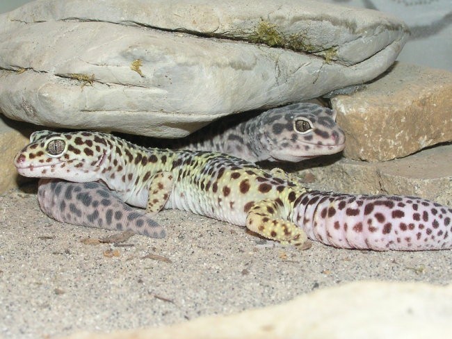Leopardji gekoni - foto povečava