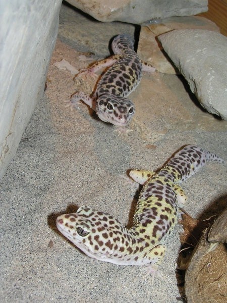 Leopardji gekoni - foto povečava