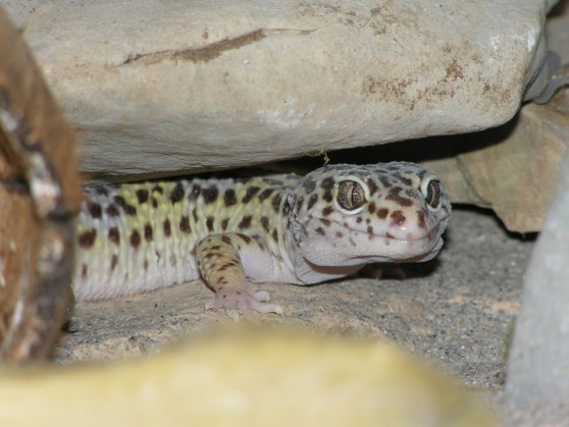 Leopardji gekoni - foto