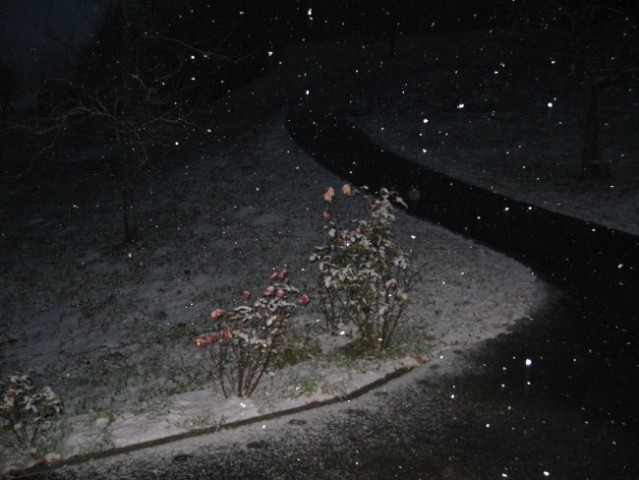 Sneg - foto
