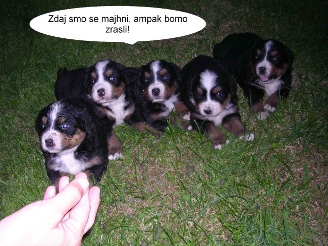 Borut - foto povečava