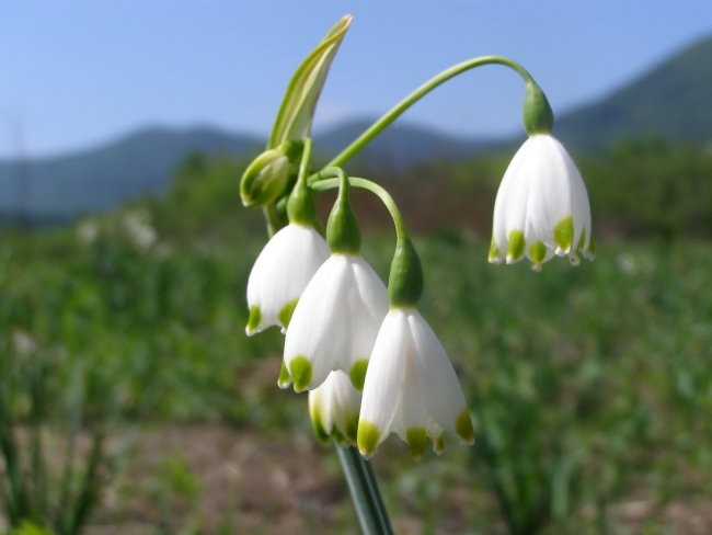 Narava - foto povečava