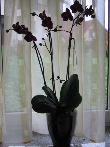 Orhideje 2007 - foto