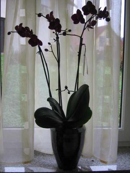 Orhideje 2007 - foto povečava