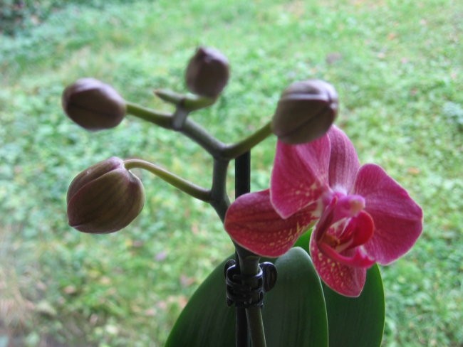 Orhideje 2007 - foto povečava