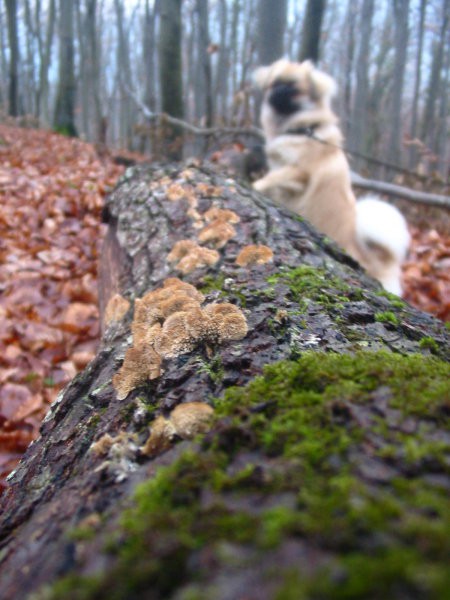 Gozd - foto povečava