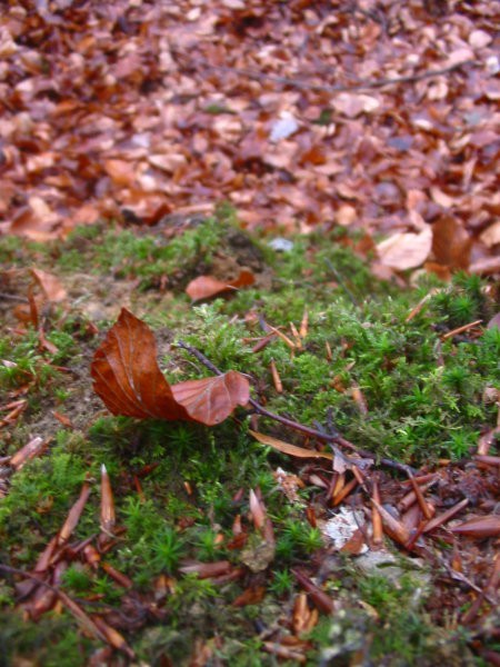 Gozd - foto povečava