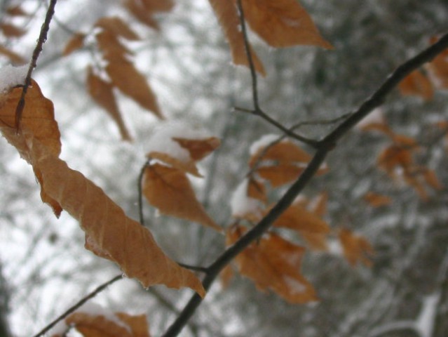 Freezing winter - foto