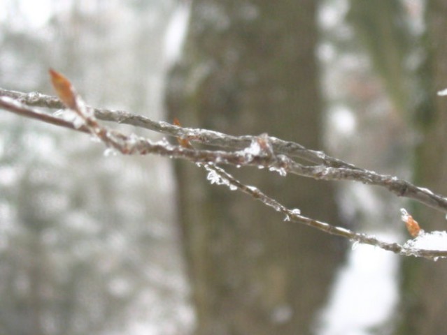 Freezing winter - foto