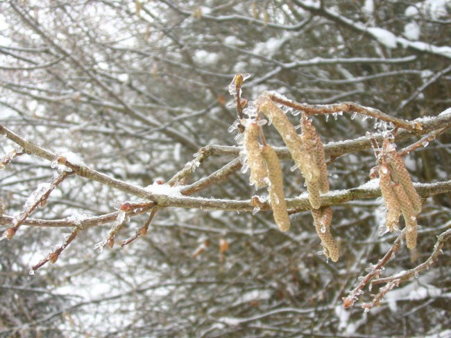 Freezing winter - foto povečava