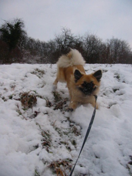 Freezing winter - foto