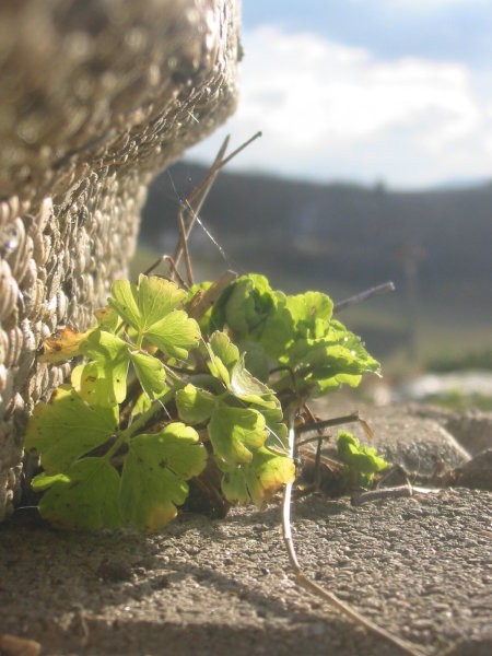 Rožce - foto povečava