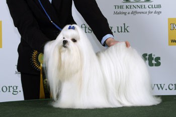 CRUFTS 2008 - foto