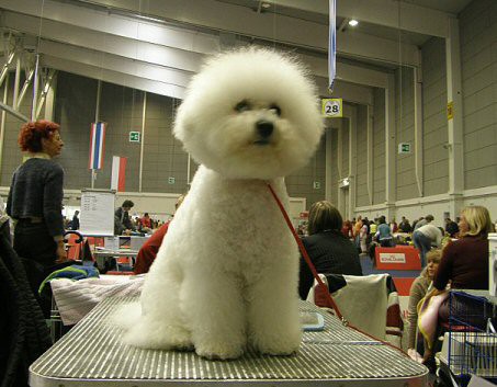 Bolognese - foto