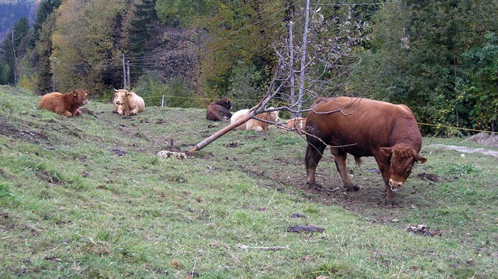 Pečke - jesen 2008 - foto povečava