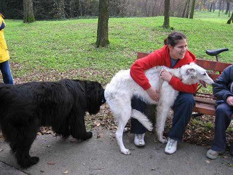 Uor borzoi from serbia - foto