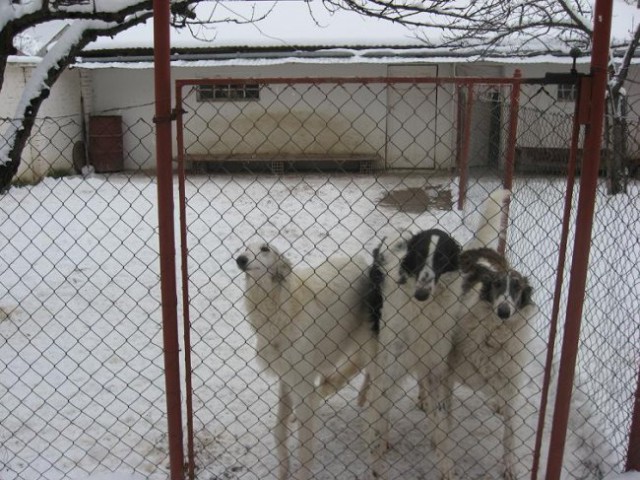 Uor borzoi from serbia - foto