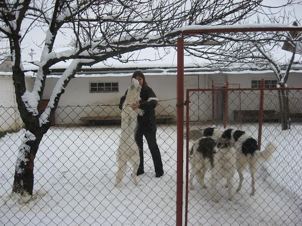 Uor borzoi from serbia - foto