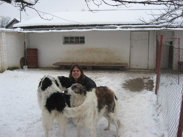 Uor borzoi from serbia - foto