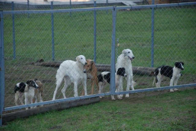 Uor borzoi from serbia - foto