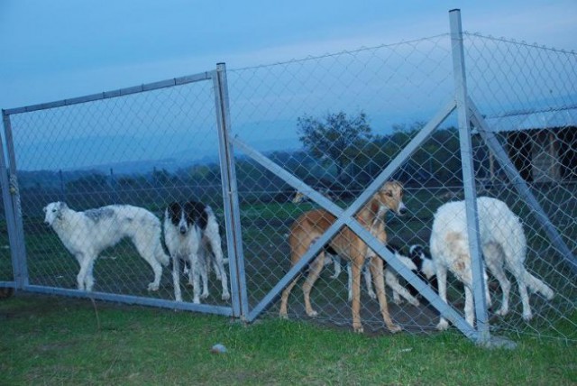 Uor borzoi from serbia - foto