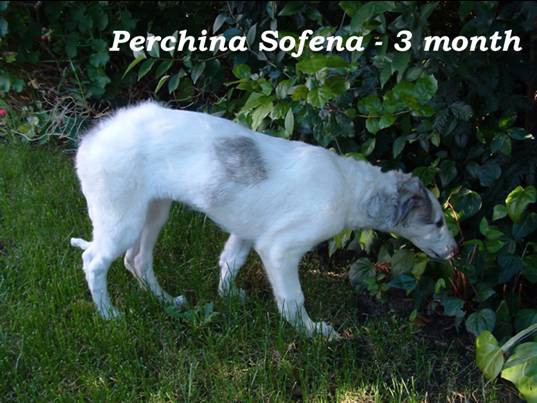 Uor borzoi from serbia - foto