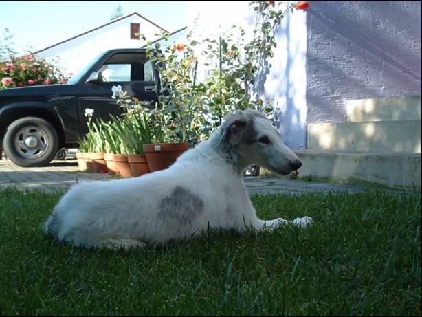 Uor borzoi from serbia - foto