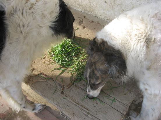 Uor borzoi from serbia - foto