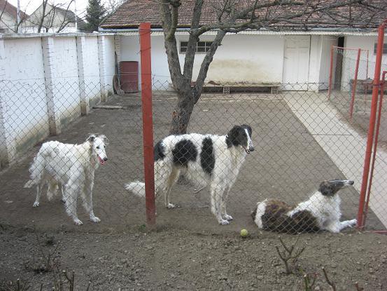 Uor borzoi from serbia - foto