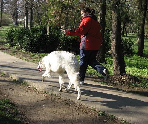Uor borzoi from serbia - foto