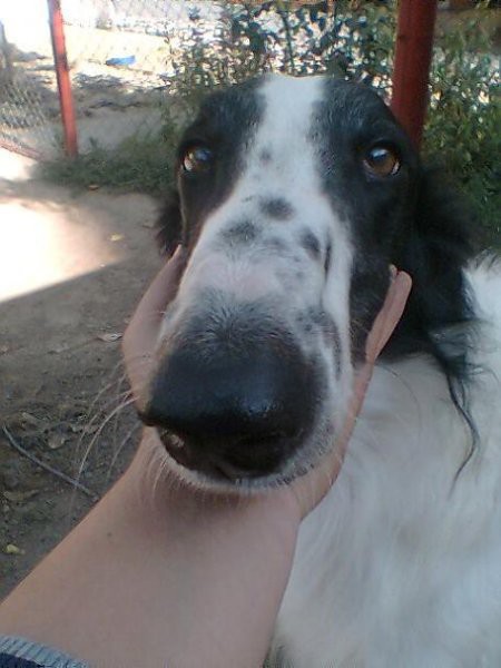 Uor borzoi from serbia - foto