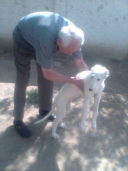Uor borzoi from serbia - foto