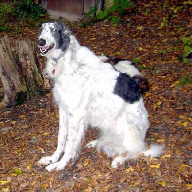 Uor borzoi from serbia - foto