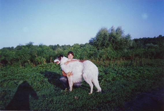 Uor borzoi from serbia - foto povečava