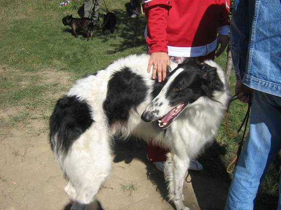 Uor borzoi from serbia - foto