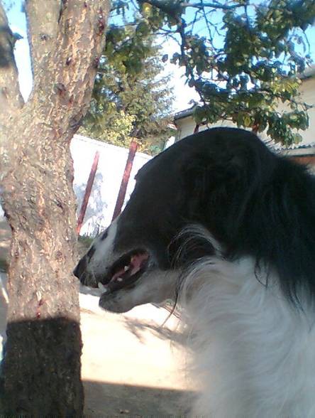 Uor borzoi from serbia - foto