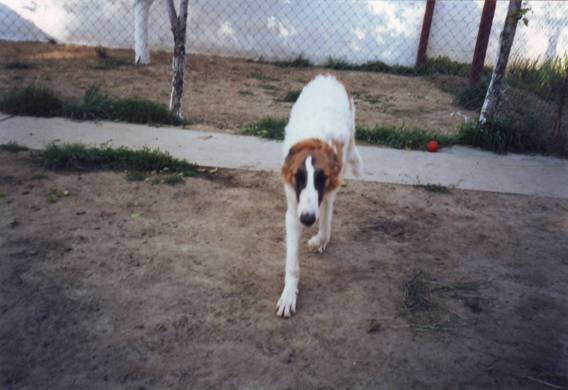 Uor borzoi from serbia - foto