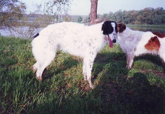 Saniva Pufna