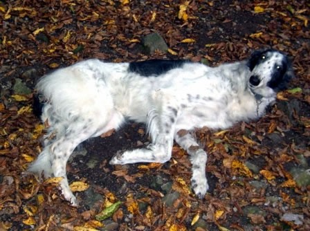 Uor borzoi from serbia - foto